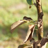 Zašto se listovi kruške savijaju u cijev